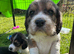 Beautiful Cavapoo  x Beagle  Puppies available.