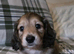 Beautiful shaded cream miniature dachshund puppies