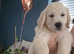 GOLDEN RETRIEVER PUPPIES - BANGOR NORTHERN IRELAND
