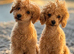 Beautiful Toy Poodle Puppies !!READY NOW!!