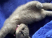 British shorthair for sale