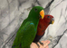 Friendly Baby HandReared Super Tame Cuddly Eclectus Parrot,25