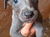 Bedlington whippet X Lurcher pups