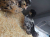 Polish chickens