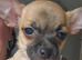 MALE PUPPY CHIHUAHUA