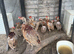 Ringneck pheasants