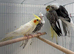 Baby cockatiels