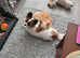 Dog for sale