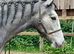 PRE Fusion gelding, Cob x Andalusian BAPSH registered
