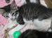 Lynx Ragdoll X kittens 10 weeks old ready to leave!