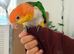 Hand tamed caique parrot for sale
