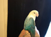 Love Birds Ready to Leave