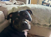 Staff cross needing a new home
