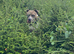 2yr old Female Staffy x American Bulldog