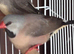 Heck's finch long tail finch