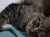 14 month male maine coon