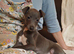 Wiggys for sale