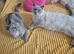 From pedigree BSH with champions in line