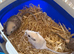 Baby gerbils