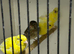 Canaries 2026