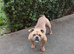 Pocket Bully Boy Age 2 FTGH