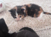 Maine coon cross kittens