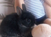 Pure netherland dwarf