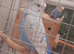 Baby budgies
