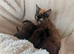 Gorgeous very Fluffy Chocolate Kittens, part Savannah part British Blue