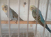 Budgie chicks