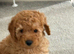 Poodle