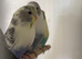 Young mutation budgies