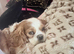 Beautiful 3/4 cavalier girl 1/4 show cocker