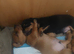 Daushund pups 4 wks old