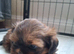 Shih-tzu female