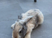 4 girls mix lop