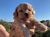 Gorgeous shihpoo pups