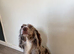 Beautiful Cocker Spaniel Available for Stud