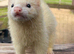 Ferrets 2x girls for sale in Basingstoke
