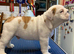 Bulldog puppies for sale