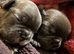 7 beautiful French bulldog pups