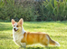 Champion Sired Corgi pembroke puppies available