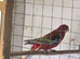 Pair rosella for sale