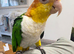 Hand tamed white bellied caique parrot