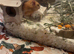 Male Syrian hamster