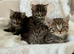 Kittens