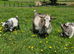 Beautiful Pygmy Wethers Looking for their forever home