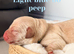 Yellow/dark yellow Labradors