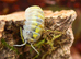 Armadillidium Vulgare Magic Potion 20 for &pound;25