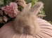 English angora buck